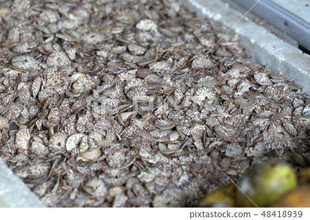Betel seed made of cutted khat Betel seed made of cutted khat 48418939