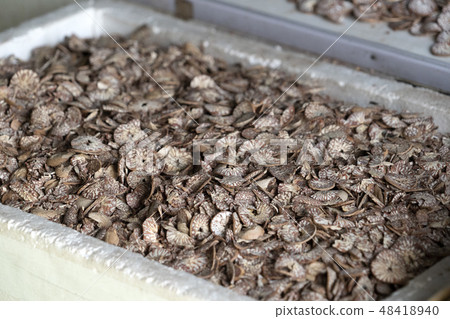 Betel seed made of cutted khat 48418940