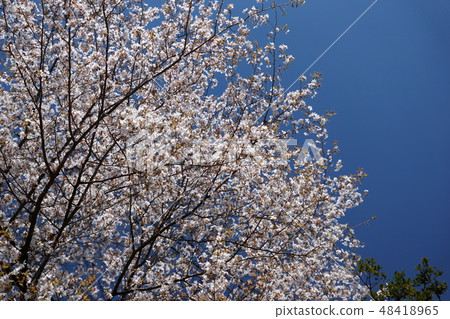 Kumanozakura 48418965
