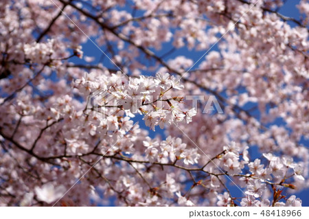 豆類連帽櫻桃的花朵 豆類連帽櫻桃的花朵 48418966