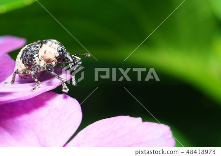 Flower of hydrangea Asiana weevil and hydrangea 48418973
