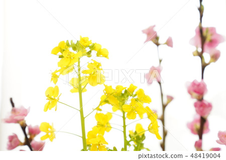Peach's festival (rape flower and peach) Peach's festival (rape flower and peach) 48419004
