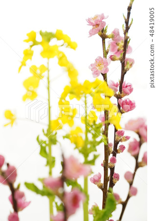 桃花節（油菜花和桃花） 48419005