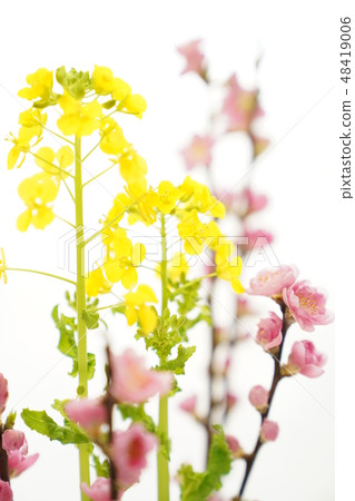 桃花節（油菜花和桃花） 48419006