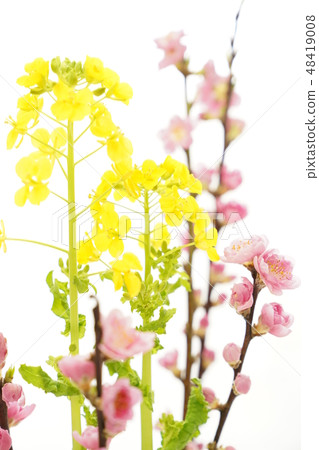 桃花節(油菜花和桃花) 桃花節(油菜花和桃花) 48419008