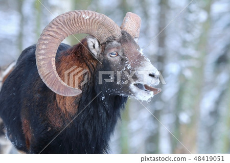 Majestic mouflon Ovis musimon male in winter 48419051