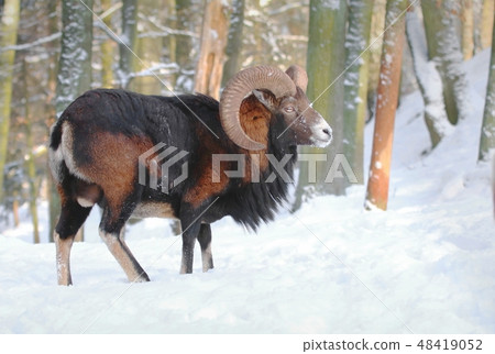 Majestic mouflon Ovis musimon male in winter 48419052