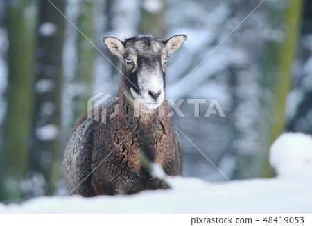 Mouflon Ovis musimon female in winter 48419053