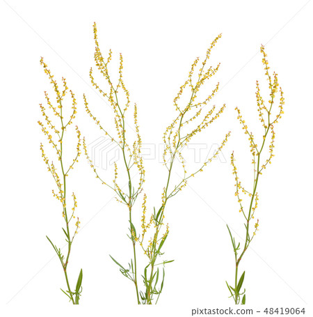Rumex acetosella Rumex acetosella 48419064
