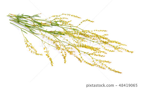 Rumex acetosella 48419065