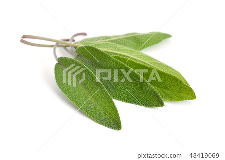 Salvia officinalis leaves 48419069