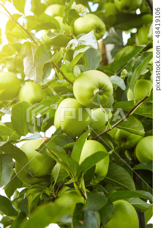 Ripe apples on the tree 48419106