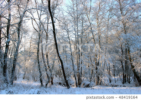Snow covered trees and sun Snow covered trees and sun 48419164