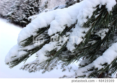 Heavy snow covered branch Heavy snow covered branch 48419169
