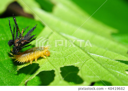 Larva of Ichimonji Camelota Larva of Ichimonji Camelota 48419682
