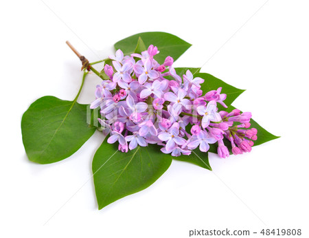 Syringa or lilac flowers . Isolated on white Syringa or lilac flowers . Isolated on white 48419808