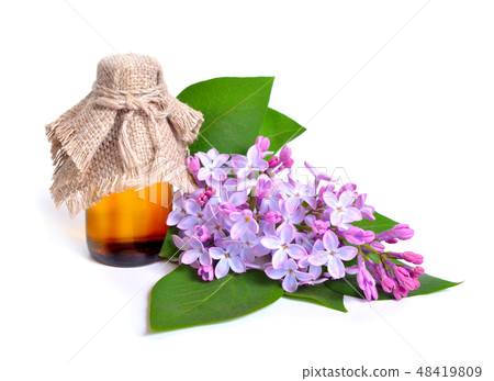 Syringa or lilac flowers Syringa or lilac flowers 48419809