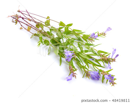 Scutellaria or skullcaps. Isolated Scutellaria or skullcaps. Isolated 48419811