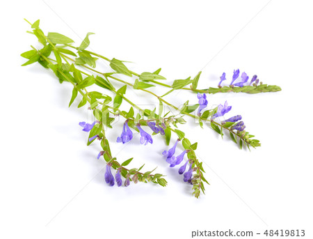 Scutellaria or skullcaps. Isolated Scutellaria or skullcaps. Isolated 48419813