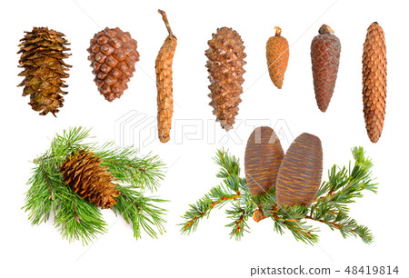 Coniferous cones collection Coniferous cones collection 48419814