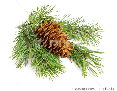 Pine cone with branch. Pine cone with branch. 48419815