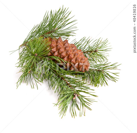 Pine cone with branch. Pine cone with branch. 48419816