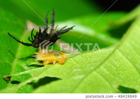 Larva of Ichimonji Camelota Larva of Ichimonji Camelota 48419849