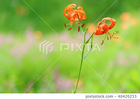 Prairie flower Konioni lily 48420253