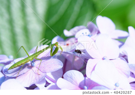 螳螂目標飛 螳螂目標飛 48420287