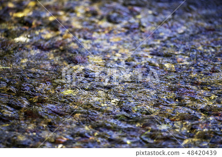 Nature  48420439