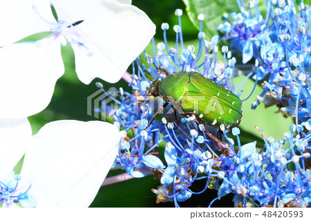 Ao-Hanamuguri和繡球花 48420593