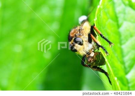 Shioyab(男)抓到了一隻毛毛蟲 Shioyab(男)抓到了一隻毛毛蟲 48421084