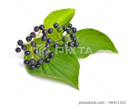 Swida or dogwood. Isolated on white background Swida or dogwood. Isolated on white background 48421101
