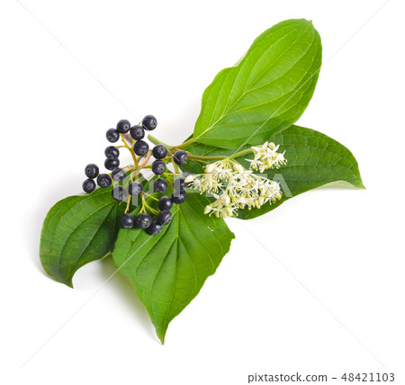 Swida or dogwood. Isolated on white background 48421103