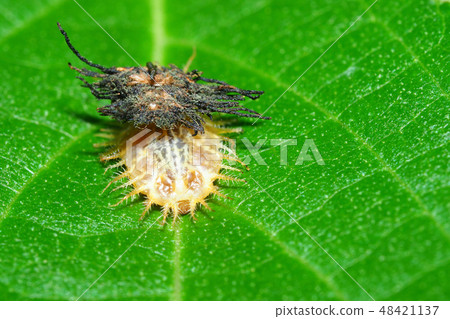 Larva of Ichimonji Camelota Larva of Ichimonji Camelota 48421137