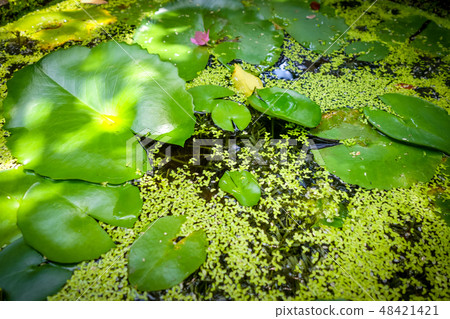 Nenuphar in water pond background Nenuphar in water pond background 48421421