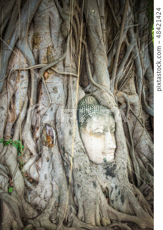 Buddha Head, Wat Mahathat, Ayutthaya, Thailand Buddha Head, Wat Mahathat, Ayutthaya, Thailand 48421424
