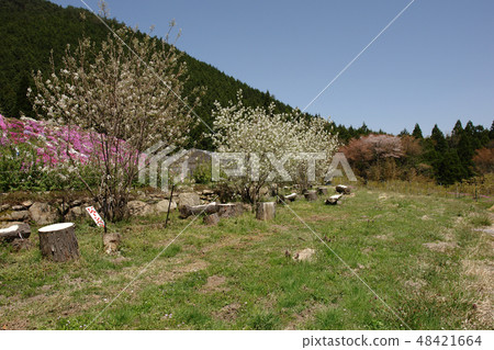 Spring stroll in the four seasons Arukawa hot spring flowers Spring stroll in the four seasons Arukawa hot spring flowers 48421664