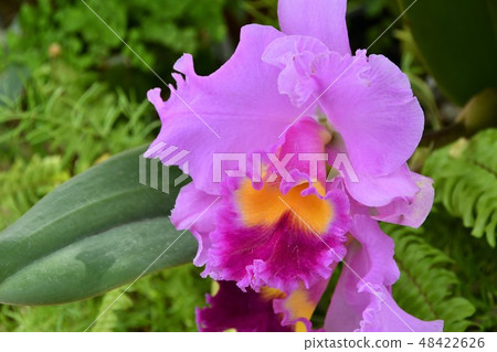 Western cattleya 48422626