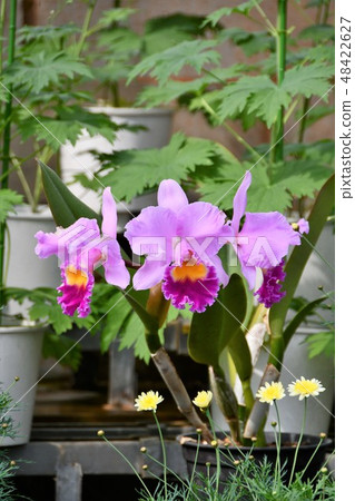 Western cattleya 48422627