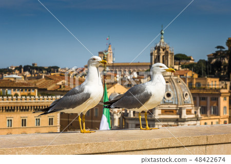 Two seagulls in foreground, background Rome 48422674