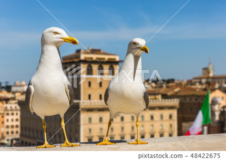 Two seagulls in foreground, background Rome 48422675