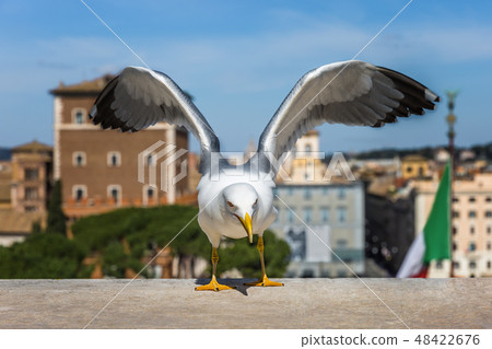 Seagull in foreground, background flag of Italy  48422676