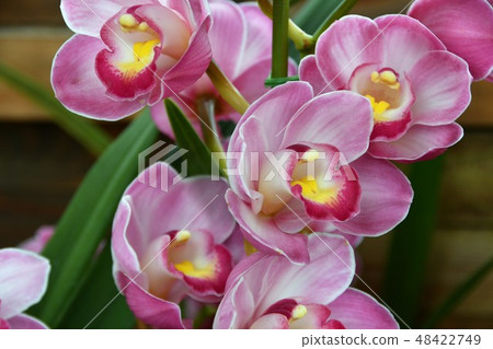 Cymbidium 48422749