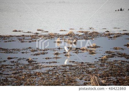 Egret standing on the water Egret standing on the water 48422860