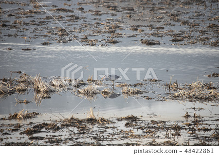 a migratory bird that catches prey a migratory bird that catches prey 48422861