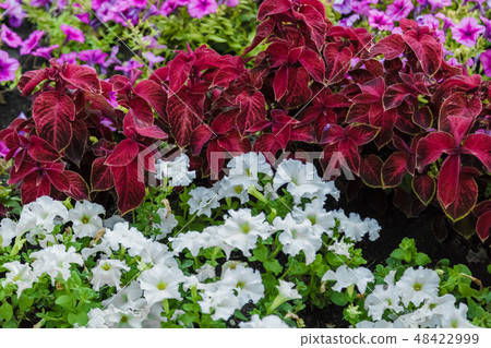 A flower bed with colorful flowers on it. 48422999