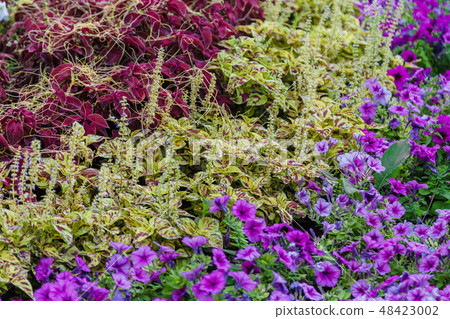 A flower bed with colorful flowers on it. 48423002