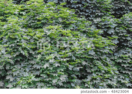 birch tree foliage in morning light with sunlight. 48423004
