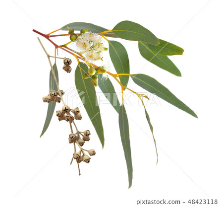 Blossoming eucalypt with dried fruits. Blossoming eucalypt with dried fruits. 48423118